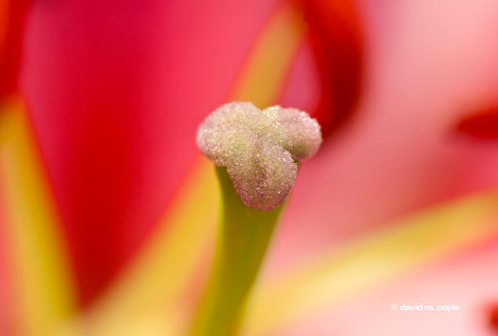 Pistil