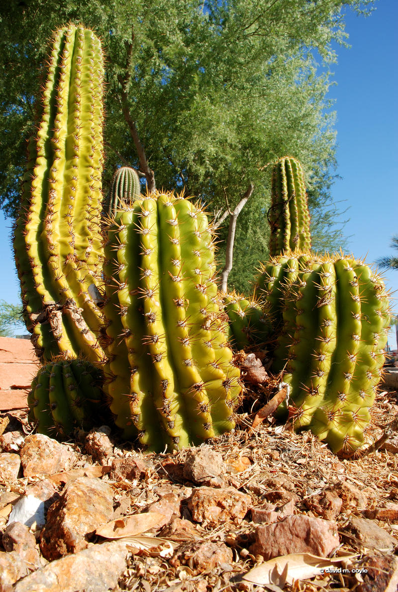 Small Cactus