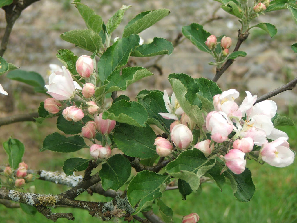 Apple Blossoms