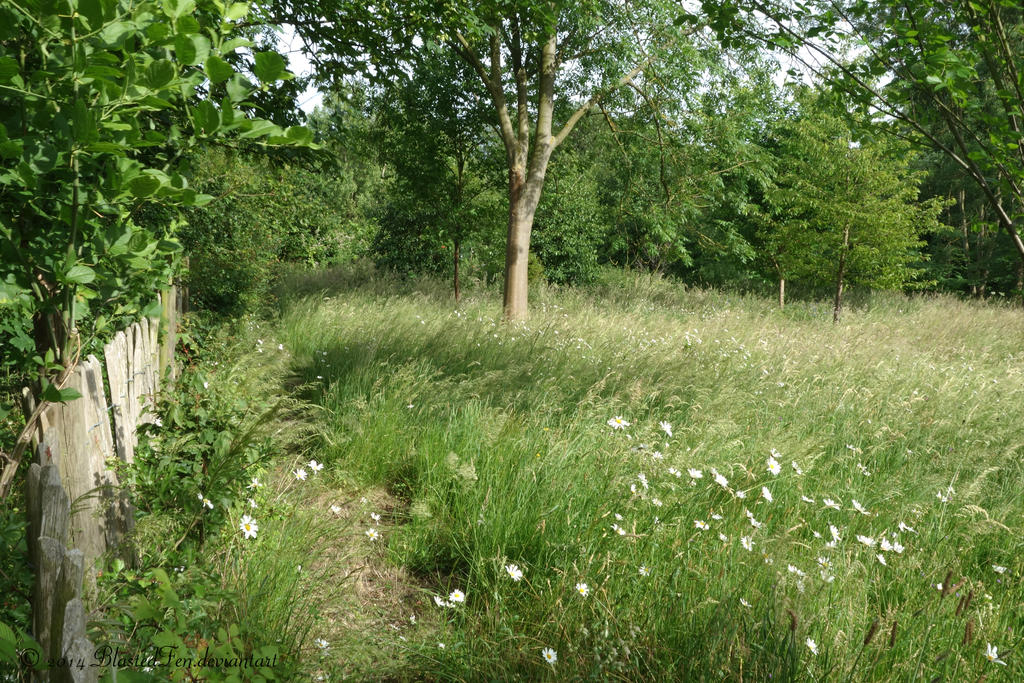 Long Grass Meadow