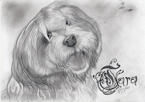 Tara the tibetan terrier