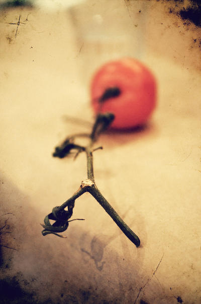 stalk of the tomato.