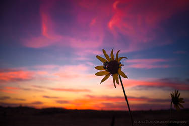 Fall Flower After Sunset