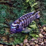 Female Electric Blue African Cichlid