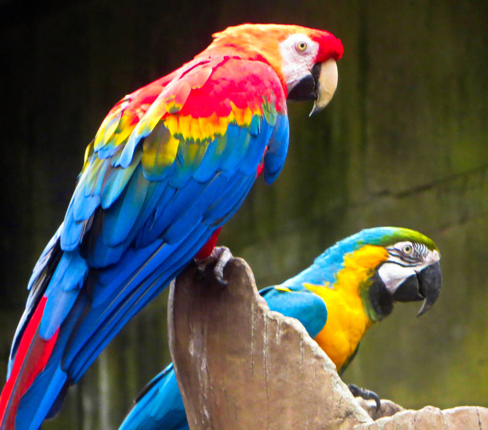 Macaws by Legrandzilla