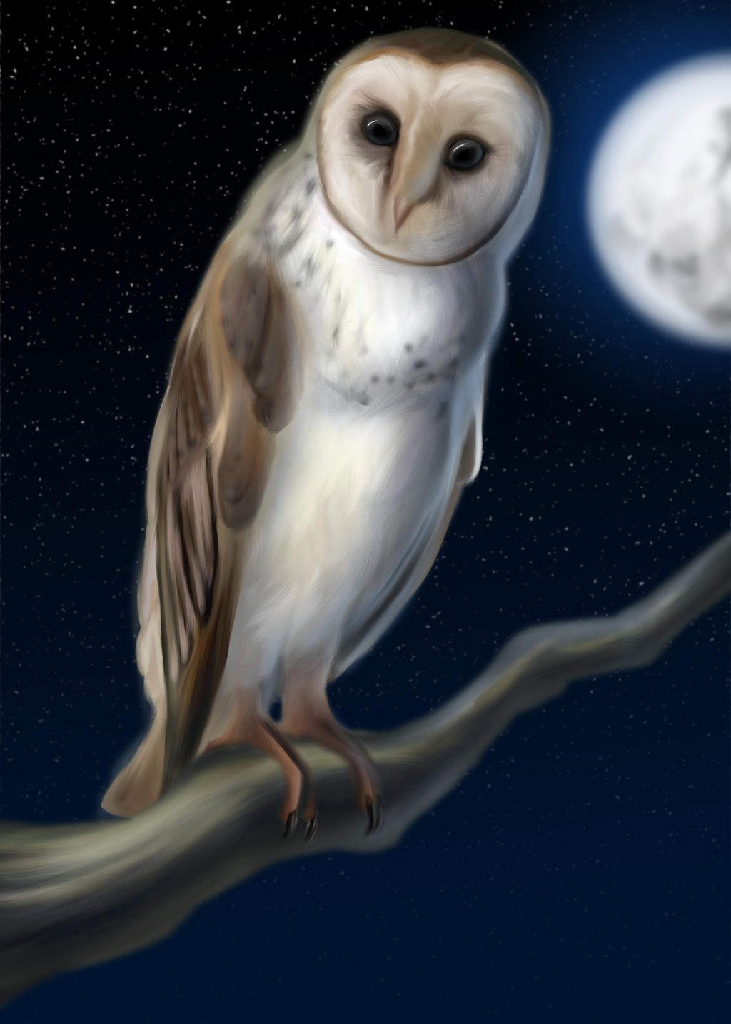 Barn owl