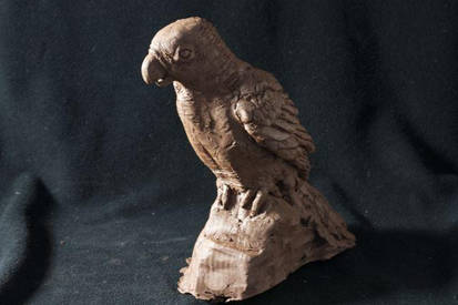 Clay Parrot