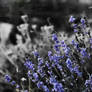 Lavender with Black and White