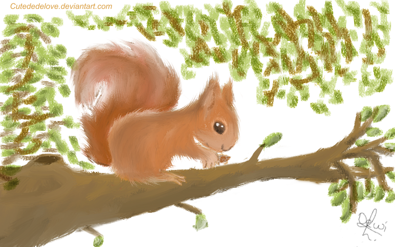 squirrel