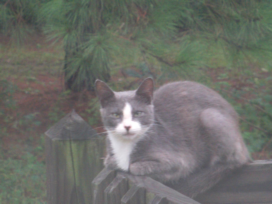 cat outside my window