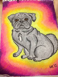 Pujo the Pug