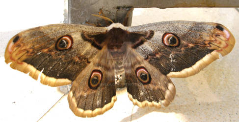 Saturnia pyri