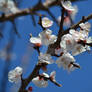 Blossoming tree