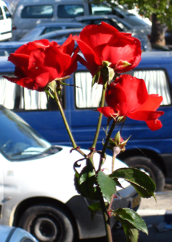 Israeli Roses Israeli Flowers: 16 by 2-peacemaker on DeviantArt