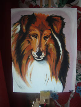 A Collie