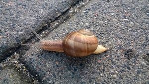 Snail 5