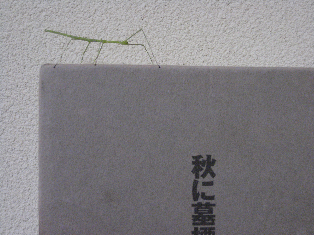 Stick Insect 1