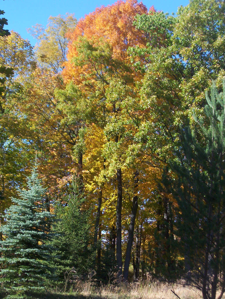 Multi-colored trees by eckored on DeviantArt