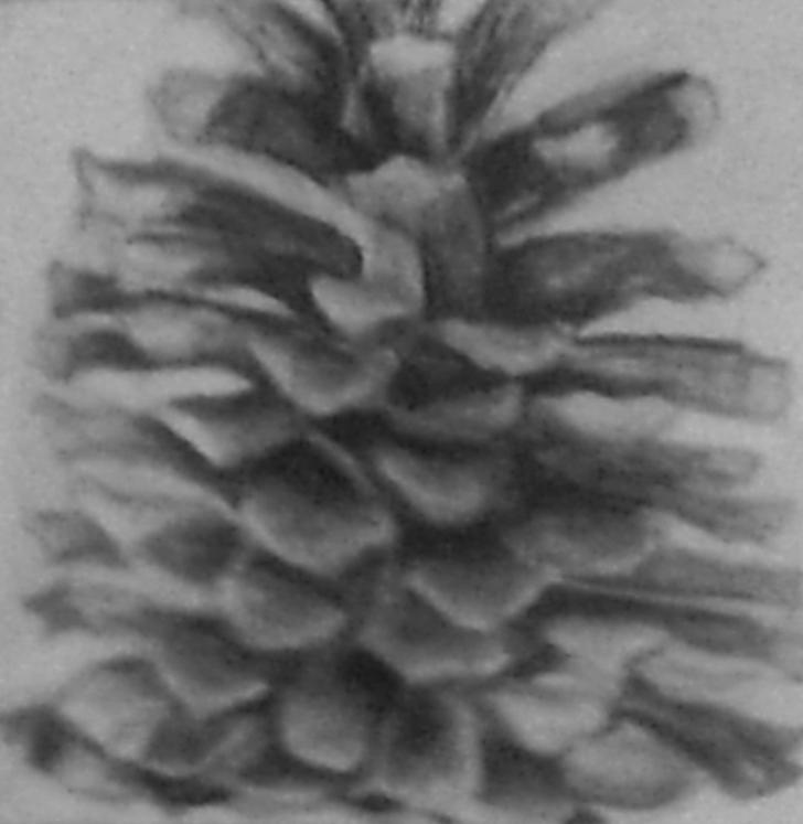 Pine Tree graphite study 2 by supersonicartdrawer on DeviantArt