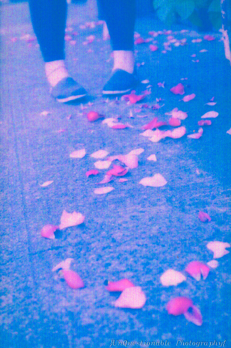 Negative Rose Petals