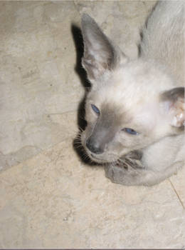 Bingley as a Kitten