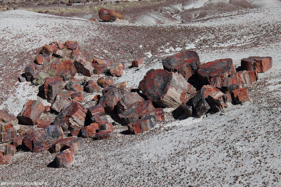 A Petrified Woodpile