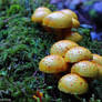 Gorge Fungi 1