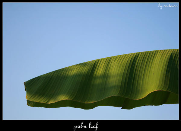 Palm Leaf