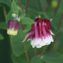 Pretty Purple Flower