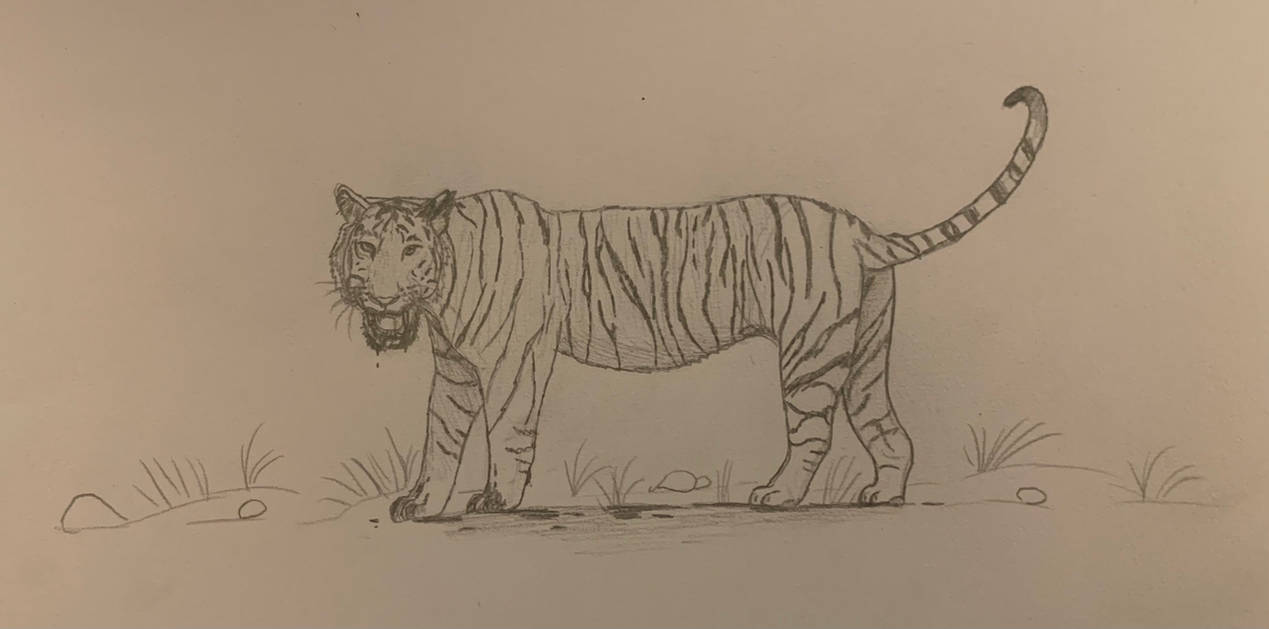 Man-Eaters: The Champawat Tiger by PaleoBean on DeviantArt