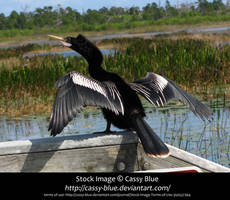 Anhinga Stock