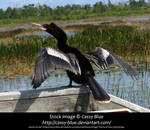 Anhinga Stock by Cassy-Blue