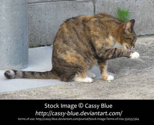 Cat Stock 2