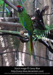 Green Macaw Stock by Cassy-Blue