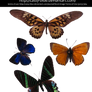 Butterflies and Moth Precut Pack 1