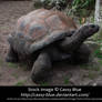 Giant Tortoise Stock 3