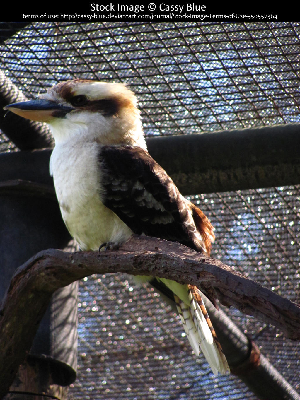 kookaburra stock 3