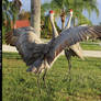 Sandhill Crane Stock 6