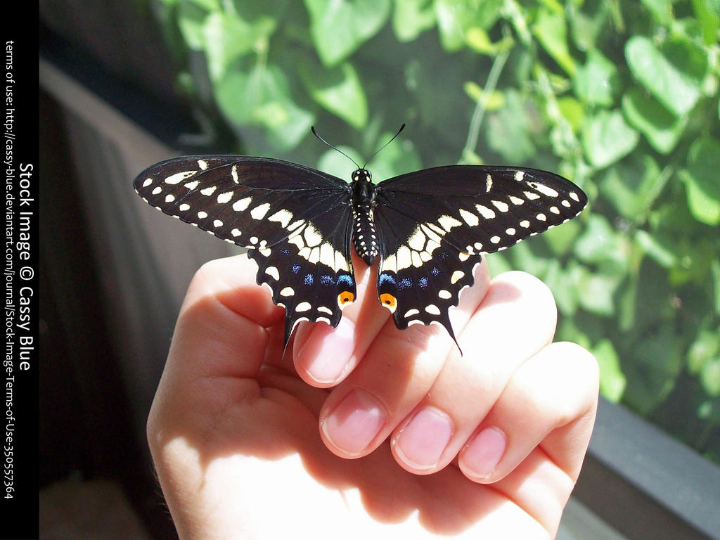 Eastren Black Swallowtail Stock