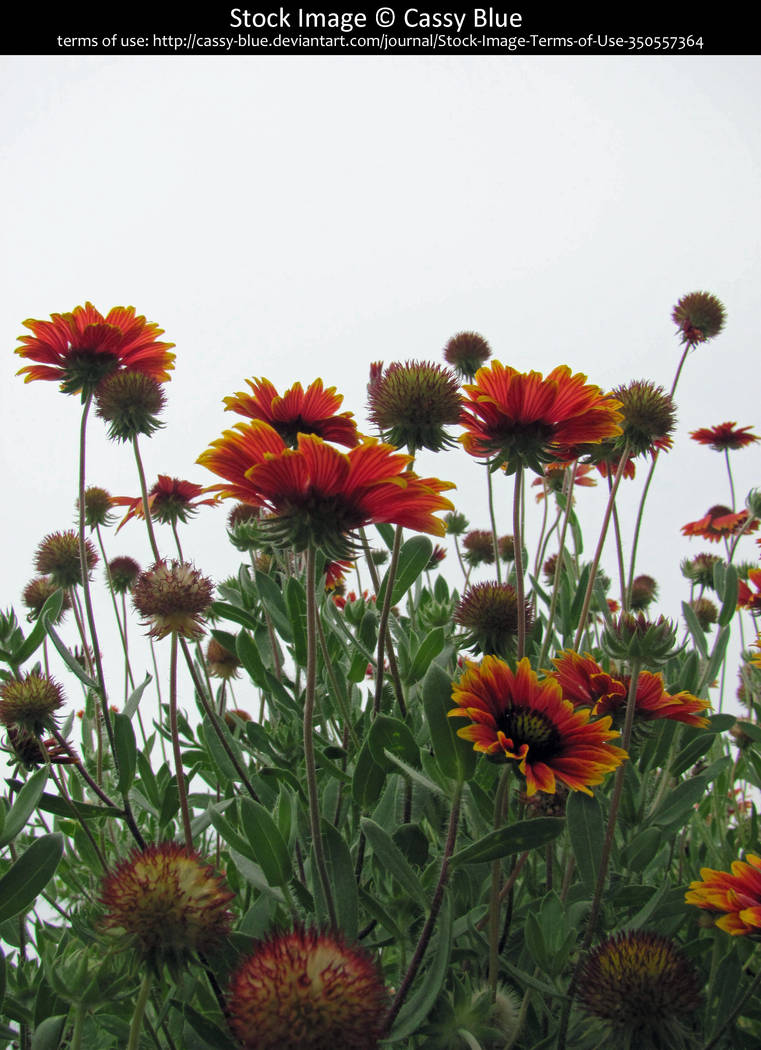 Blanket Flowers Stock by Cassy-Blue