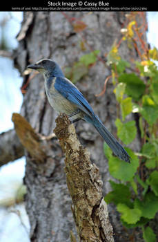 Florida Scrub Jay Stock 1