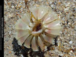 Tulip Snail Eggcase Stock 2 by Cassy-Blue
