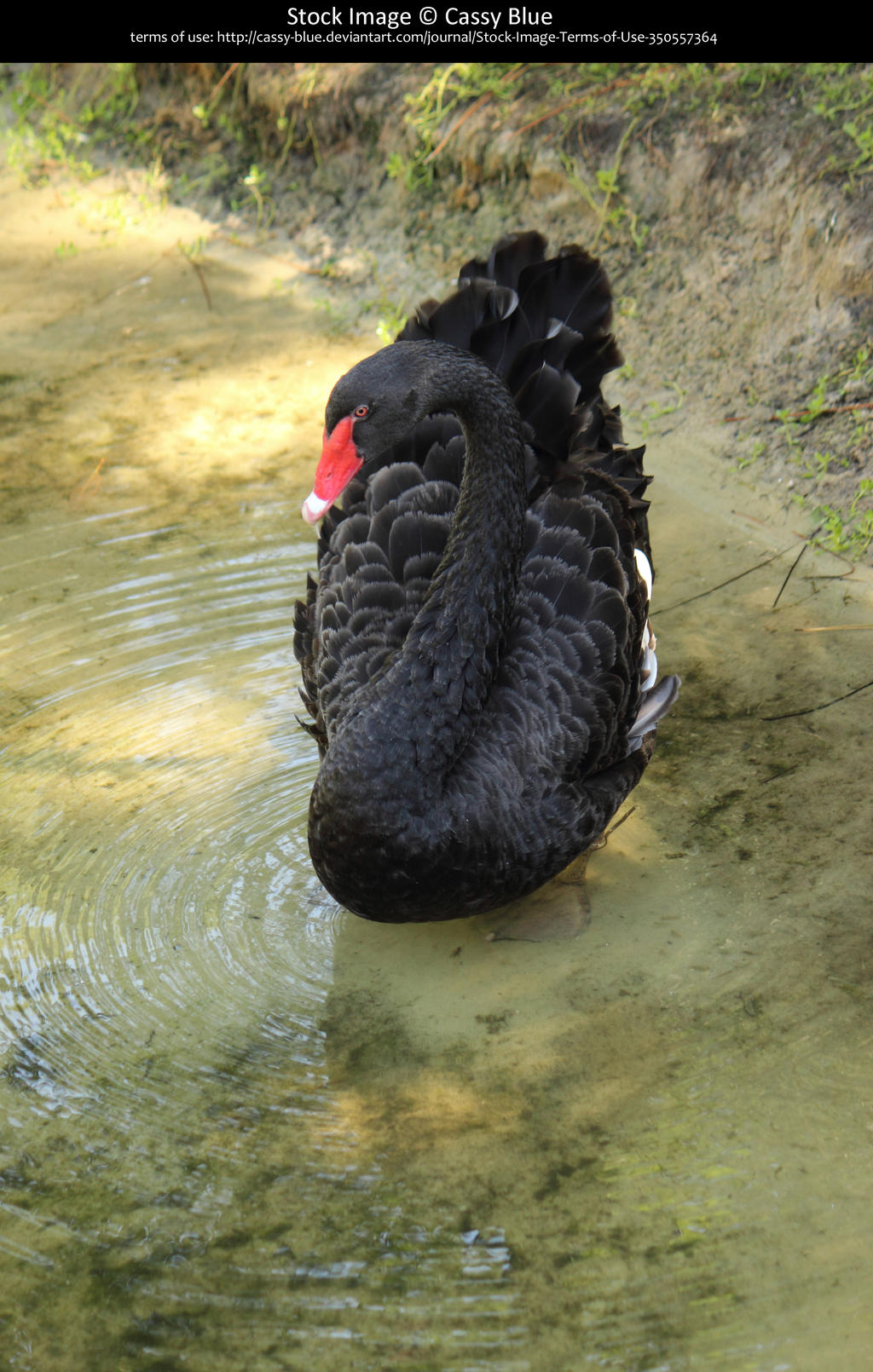 Black Swan Stock 6