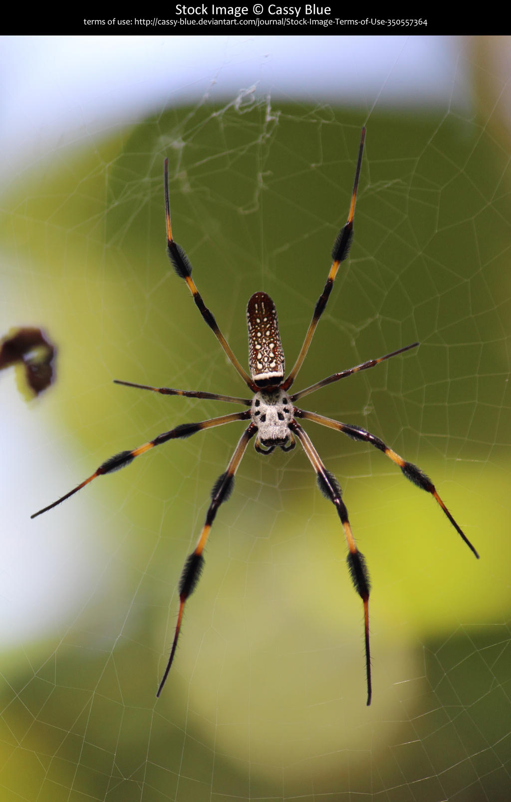 Orb Weaver Stock