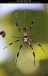 Orb Weaver Stock by Cassy-Blue