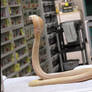 Leucistic Cobra Stock 2