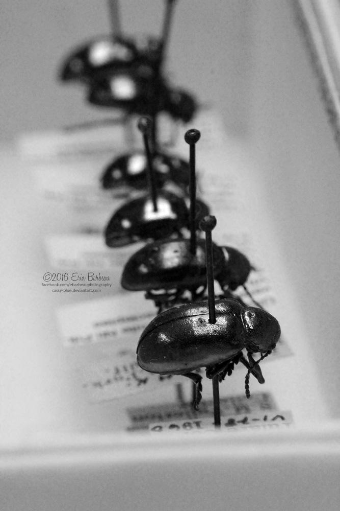 Natural History Gothic 1 by Cassy-Blue Natural History Gothic 1 by Cassy-Blue