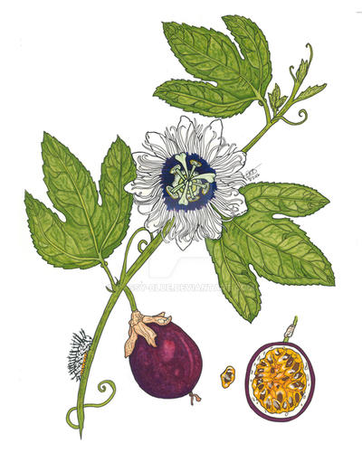 passiflora edulis by Cassy-Blue