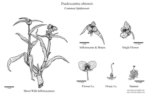 Tradescantia Ohiensis