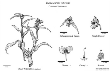 Tradescantia Ohiensis